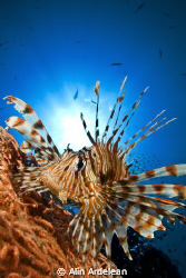 Lion Fish resting on the sea fan by Alin Ardelean 